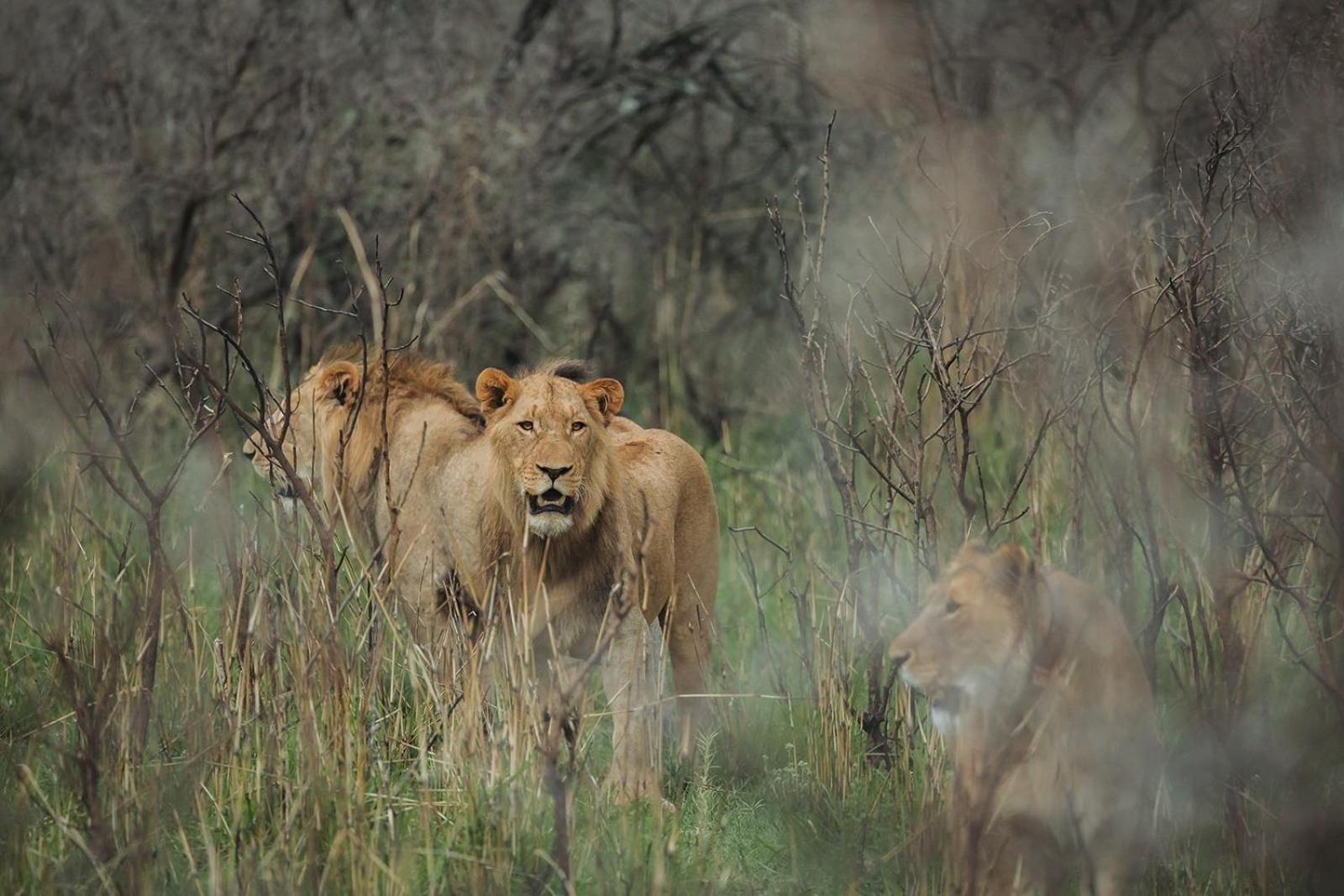 Nambiti Plains Lodge Ladysmith Esterno foto
