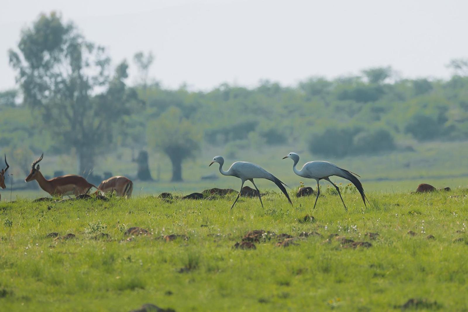 Nambiti Plains Lodge Ladysmith Esterno foto