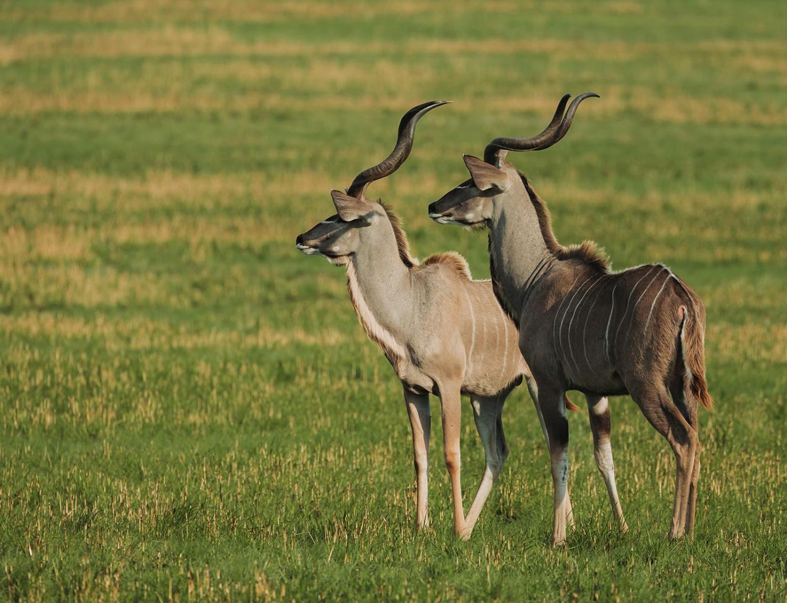 Nambiti Plains Lodge Ladysmith Esterno foto