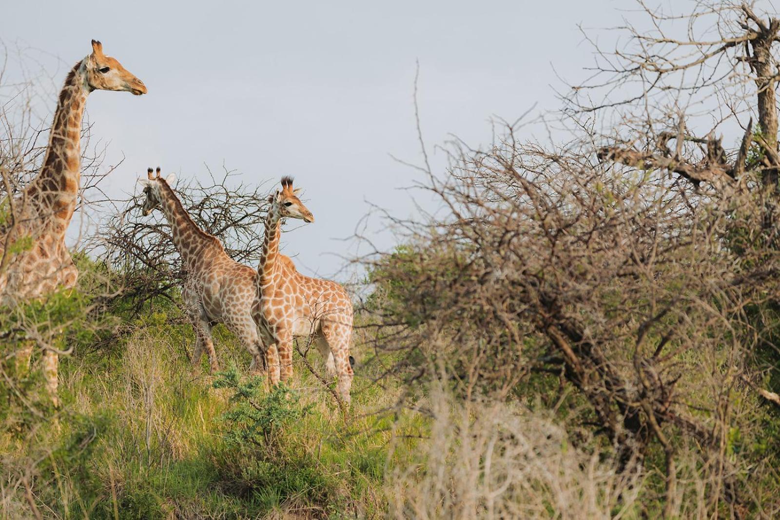 Nambiti Plains Lodge Ladysmith Esterno foto