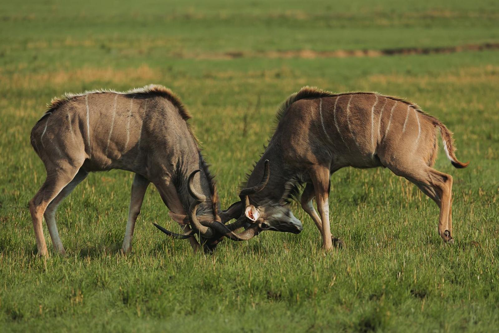 Nambiti Plains Lodge Ladysmith Esterno foto