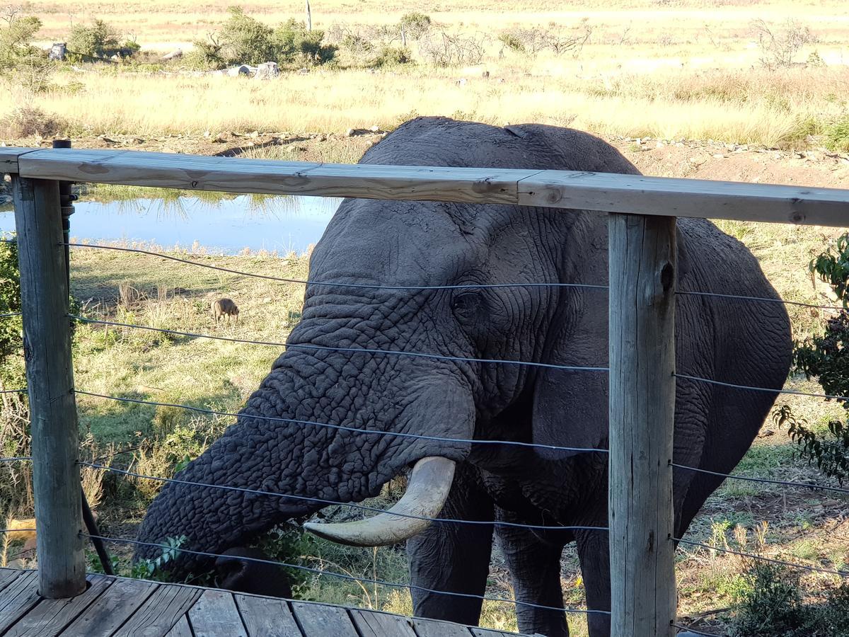 Nambiti Plains Lodge Ladysmith Esterno foto