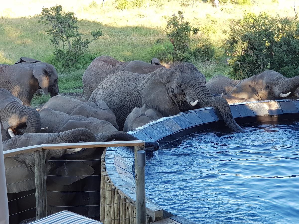Nambiti Plains Lodge Ladysmith Esterno foto