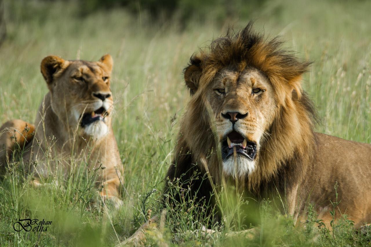 Nambiti Plains Lodge Ladysmith Esterno foto